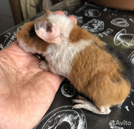 Морские свинки.Малыши.1 мес