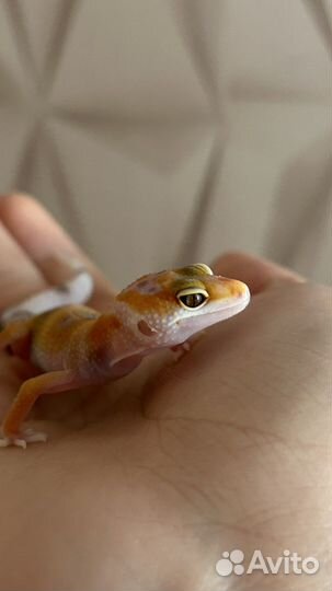 Геккон эублефар