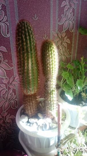Кактусы для интерьера