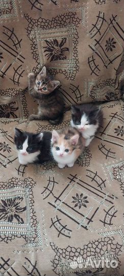 Раздаю котят