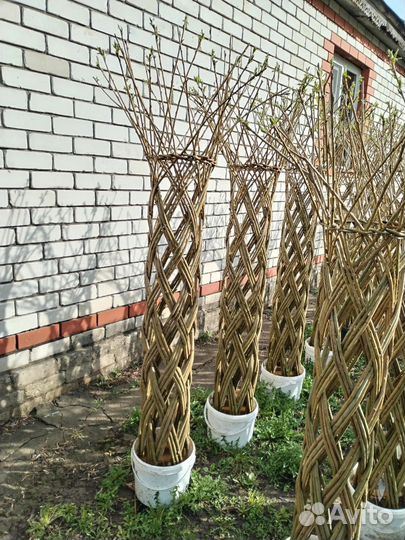 Плетеные деревья из ивы