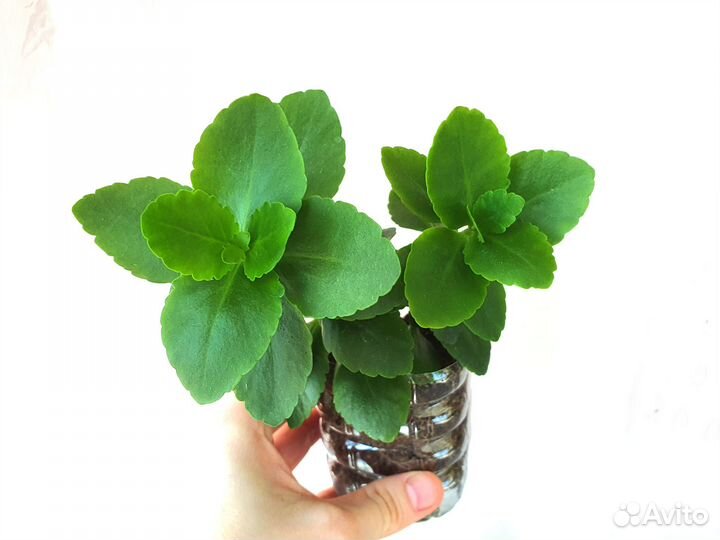 Фуксия бальзамин каланхоэ цветущие растения