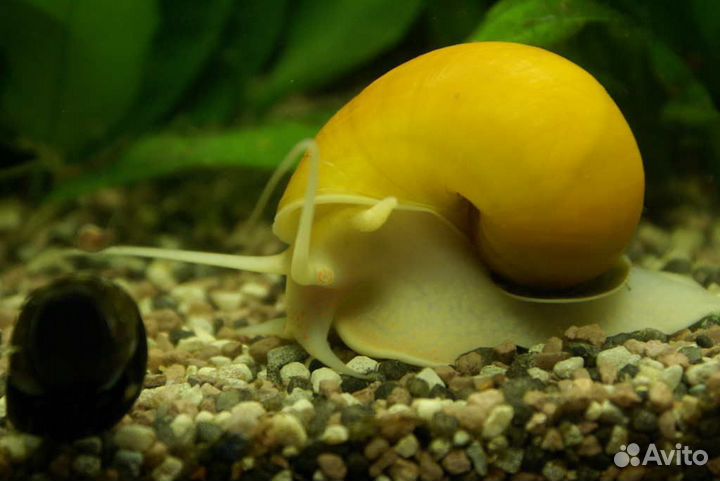 Аквариум. 300л 123*45*57. Самп. морской, парчовые