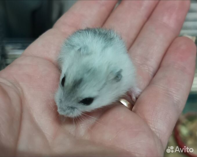 Джунгарский хомяк