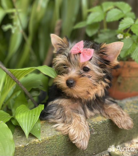 Йоркширский терьер