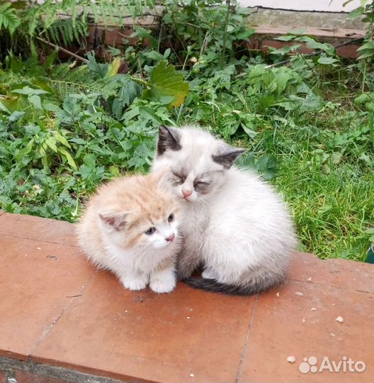 Кошки в добрые руки