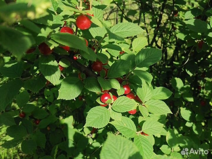 Вишня ягода