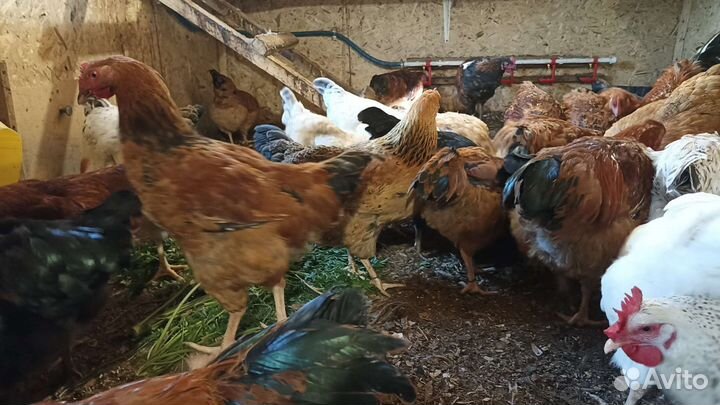 Петухи и куры