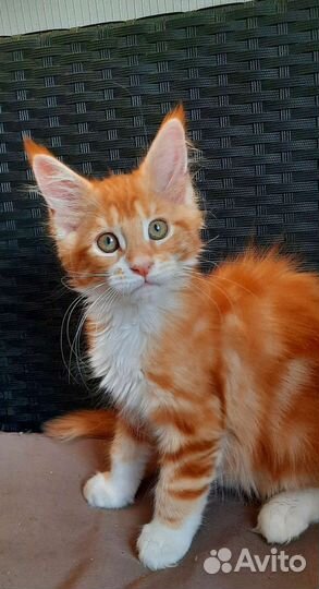 Красная мраморная девочка мейн-кун