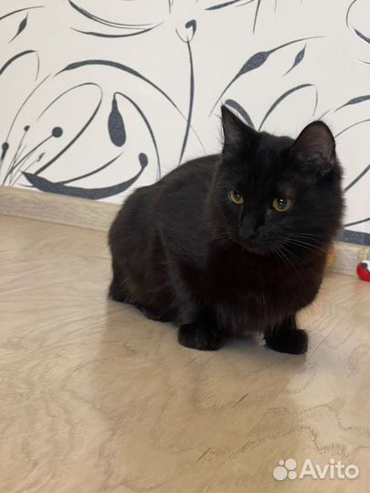 Котенок 6 месяцев