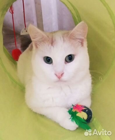 Молодой котик ищет дом