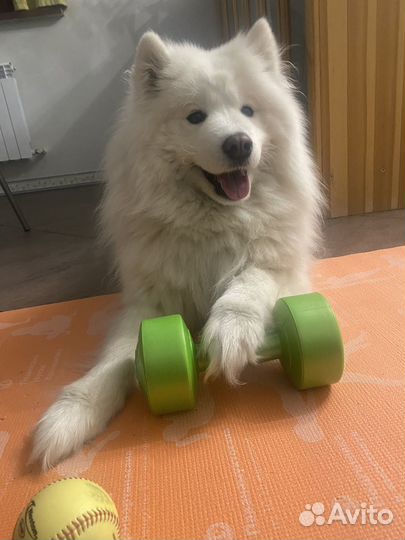 Вязка самоед