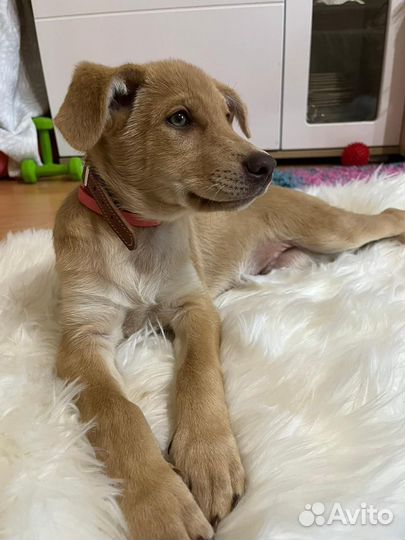 Собака мальчик щенок Арчи