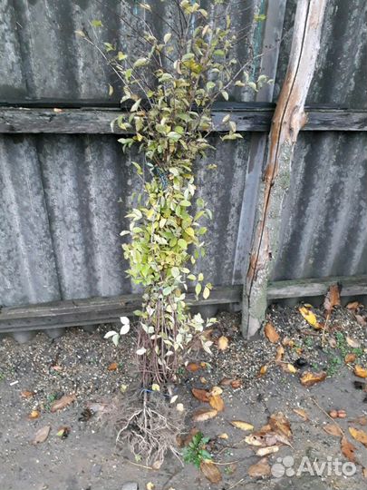 Саженцы малины,ежевики,жасмин,жимолость