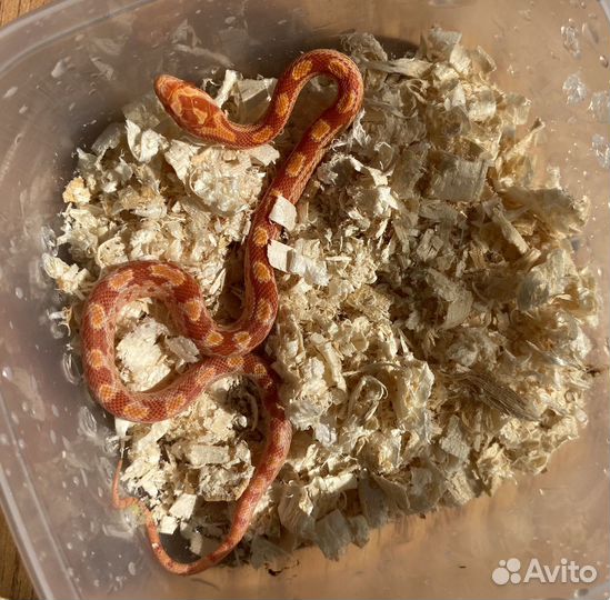 Маисовый полоз