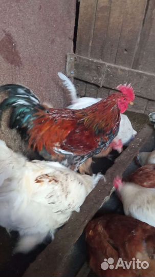 Петухи брама, кучинский