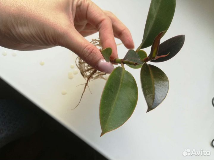 Фикус Мелани