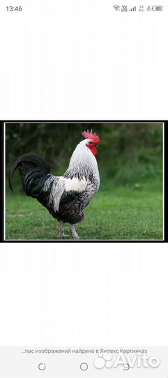 Петух