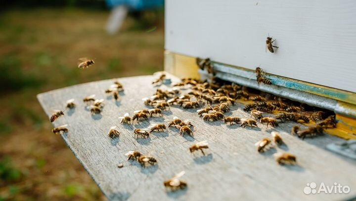 Мед оптом / высокогорный