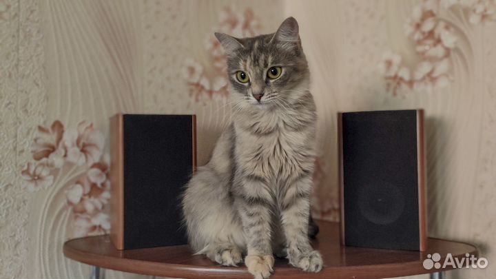 Красивая умная кошечка