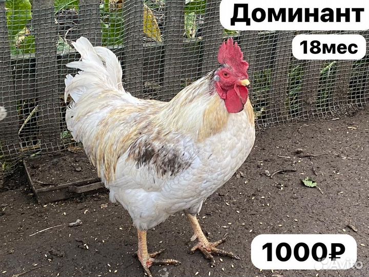Петухи Молодые
