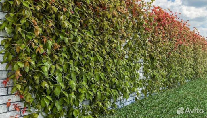 Виноград девичий