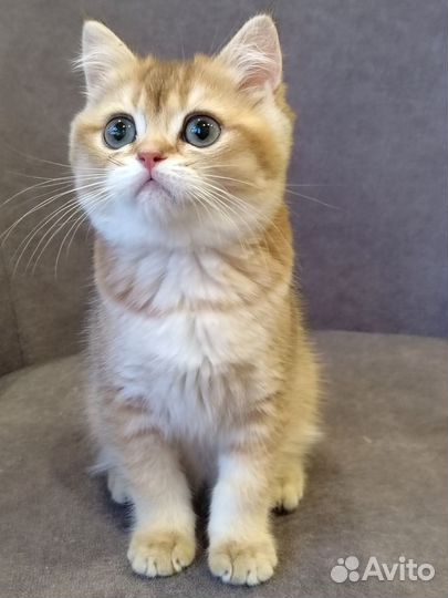 Золотой британский мальчик