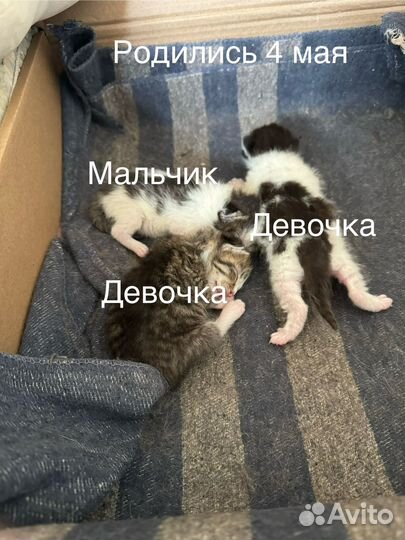Котята в добрые руки