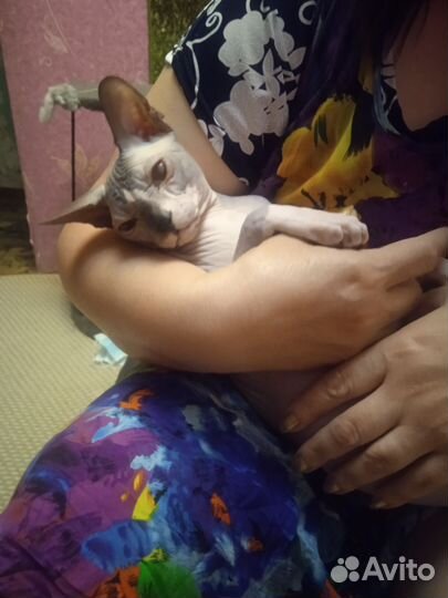 Сфинкс вязка