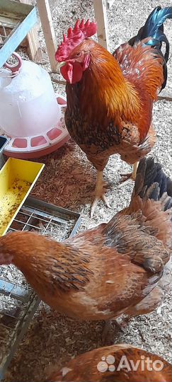 Инкубационное яйцо Кучинская юбилейная