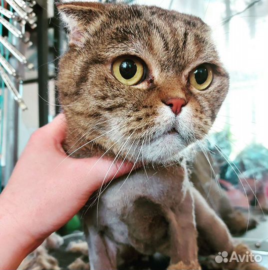 Стрижка кошек и собак,экспресс линька кошкам