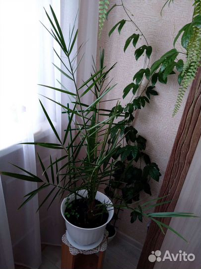 Финиковая пальма