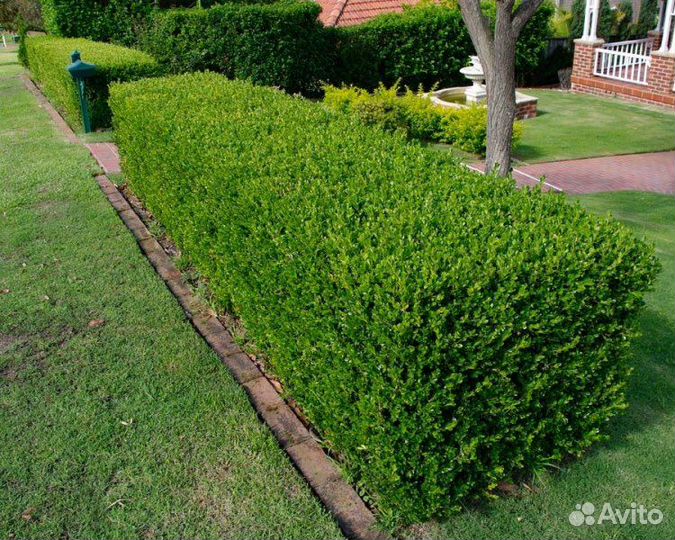 Самшит (Буксус), вечнозеленые кустарники