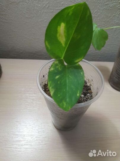 Цветочки молодые