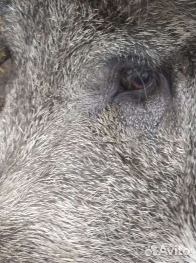 Дикие кабанята