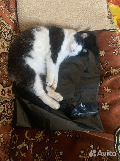 Котик в добрые руки