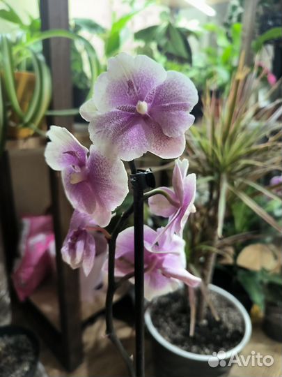 Орхидея фаленопсис