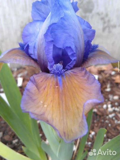 Ирисы бородатые