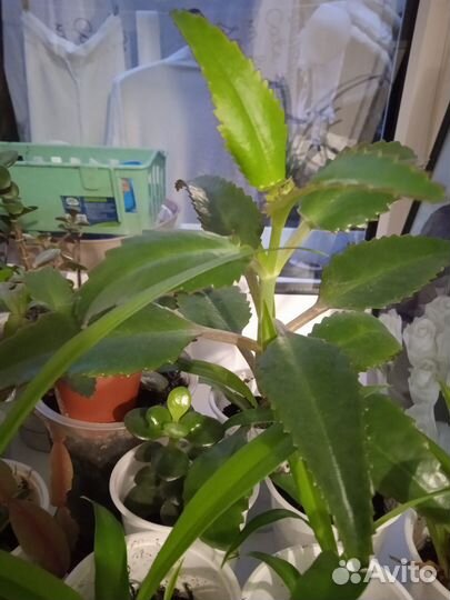 Комнатные цветы в стаканчиках