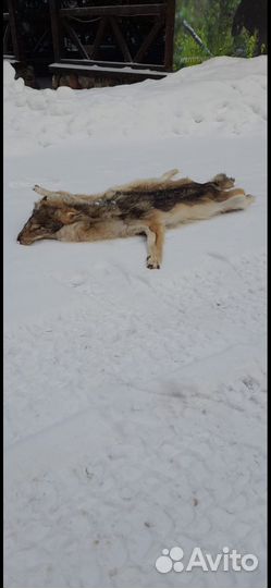 Шкура волка