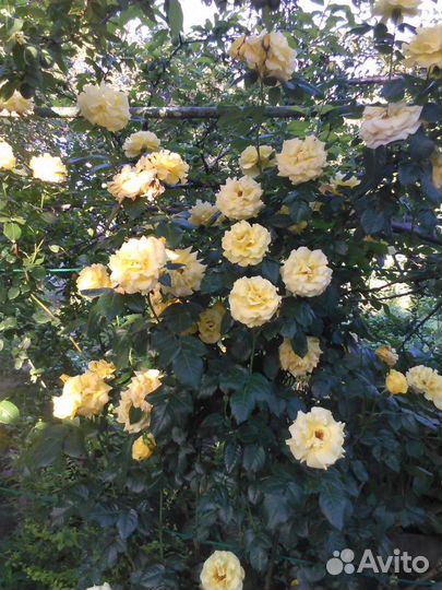 Растения для сада