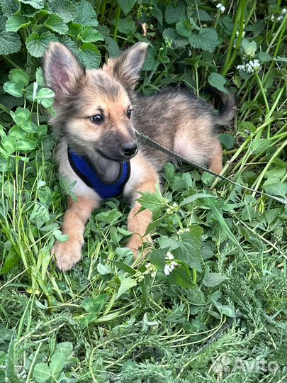 Собака, щенок