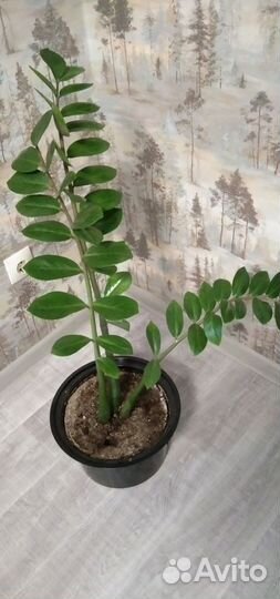 Замиокулькас