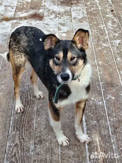 Пёс ищет дом