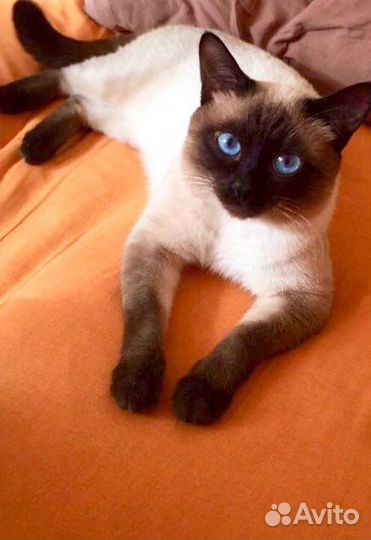 Вязка с тайским котиком