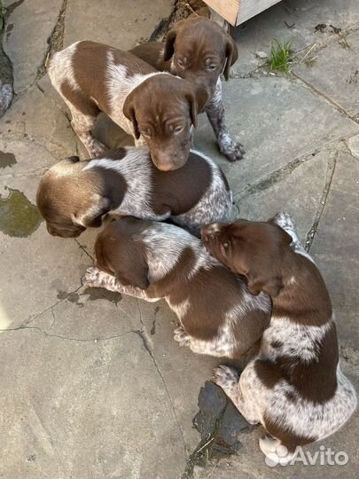 Щенки курцхаара