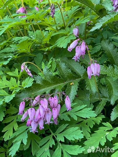 Дицентра Разбитое сердце / кусты разного размера