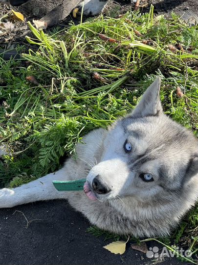 К’отель «4 лапки» передержка кошек и собак