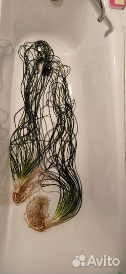 Продам аквариумные растения