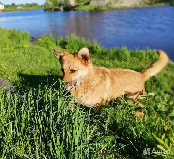 Кузя ищет дом